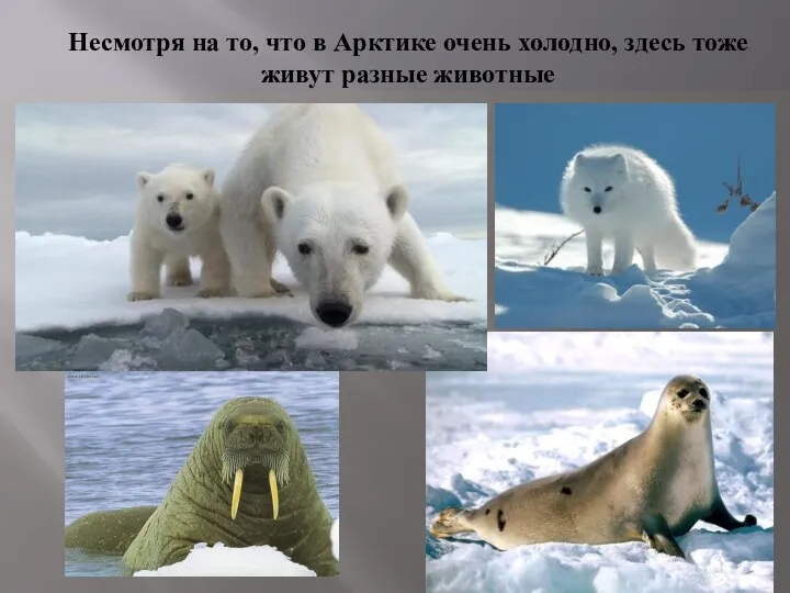 Несмотря на то, что в Арктике очень холодно, здесь тоже живут разные животные