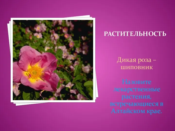 Растительность Дикая роза – шиповник Назовите лекарственные растения, встречающиеся в Алтайском крае.