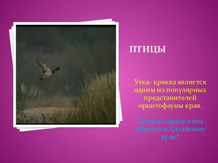 Птицы Утка- кряква является одним из популярных представителей орнитофауны края.
