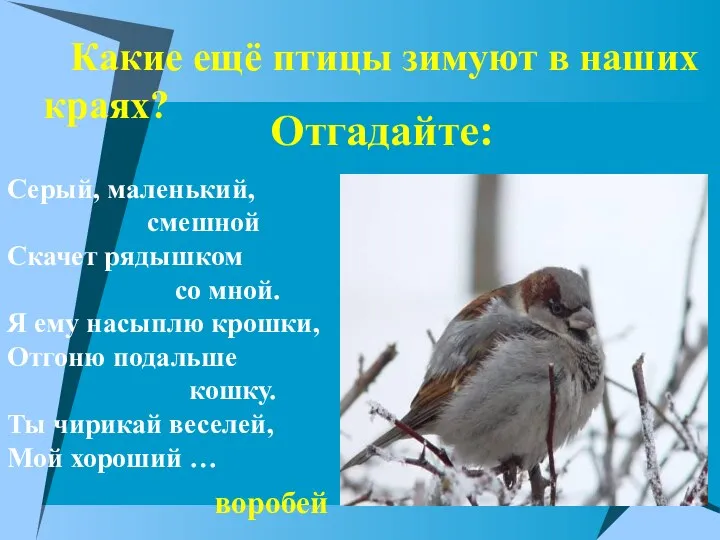 Отгадайте: Какие ещё птицы зимуют в наших краях? Серый, маленький, смешной Скачет рядышком