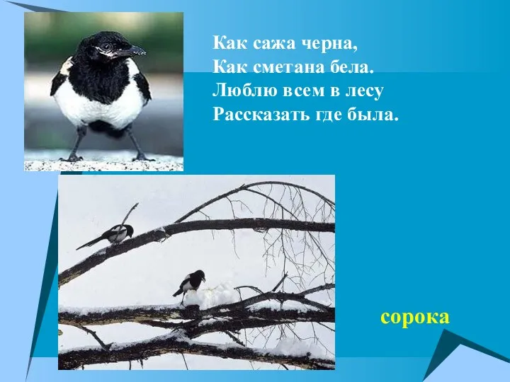 Как сажа черна, Как сметана бела. Люблю всем в лесу Рассказать где была. сорока