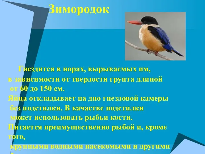 Гнездится в норах, вырываемых им, в зависимости от твердости грунта длиной от 60