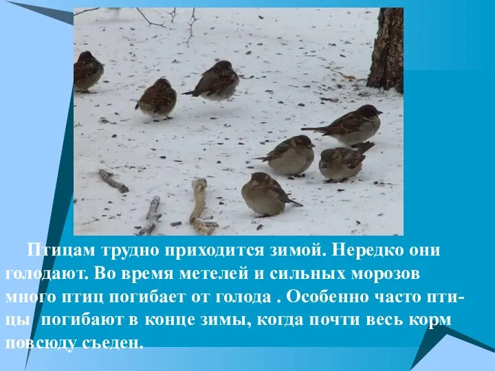 Птицам трудно приходится зимой. Нередко они голодают. Во время метелей и сильных морозов