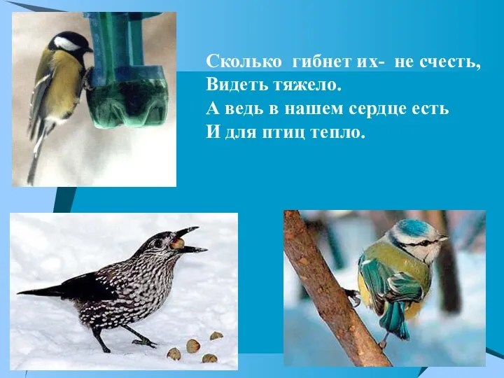 Сколько гибнет их- не счесть, Видеть тяжело. А ведь в нашем сердце есть