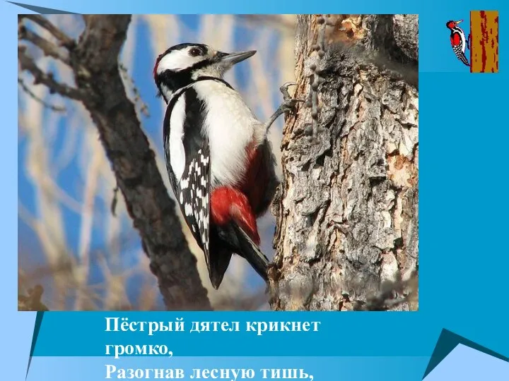 Пёстрый дятел крикнет громко, Разогнав лесную тишь,