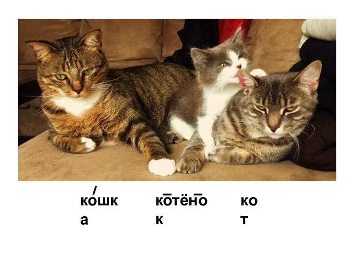 кот котёнок кошка