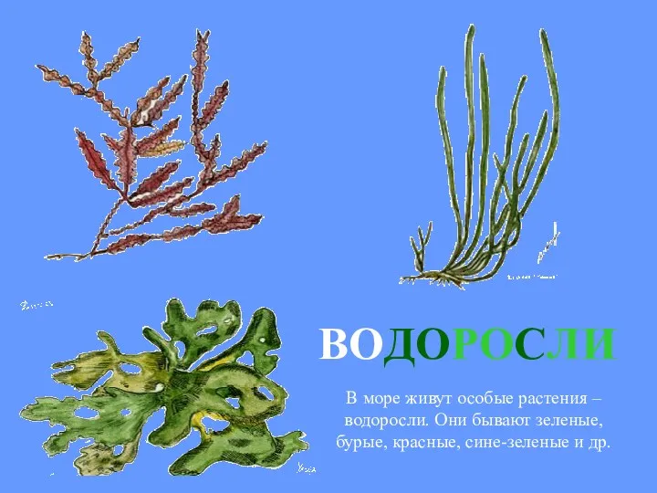 ВОДОРОСЛИ В море живут особые растения – водоросли. Они бывают зеленые, бурые, красные, сине-зеленые и др.