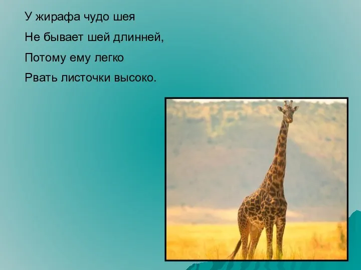 У жирафа чудо шея Не бывает шей длинней, Потому ему легко Рвать листочки высоко.