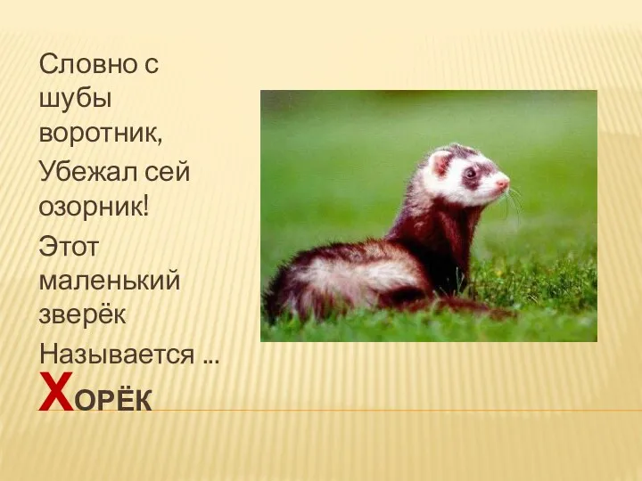 хорёк Словно с шубы воротник, Убежал сей озорник! Этот маленький зверёк Называется ...