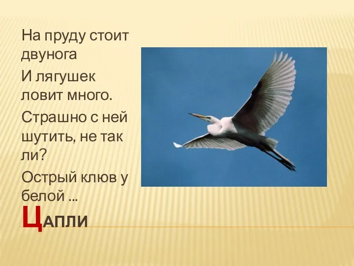 цапли На пруду стоит двунога И лягушек ловит много. Страшно с ней шутить,