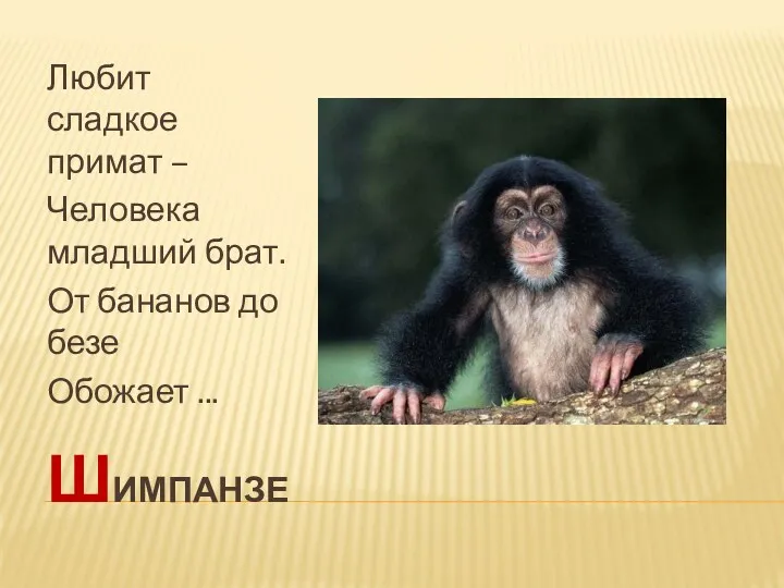 шимпанзе Любит сладкое примат – Человека младший брат. От бананов до безе Обожает ...