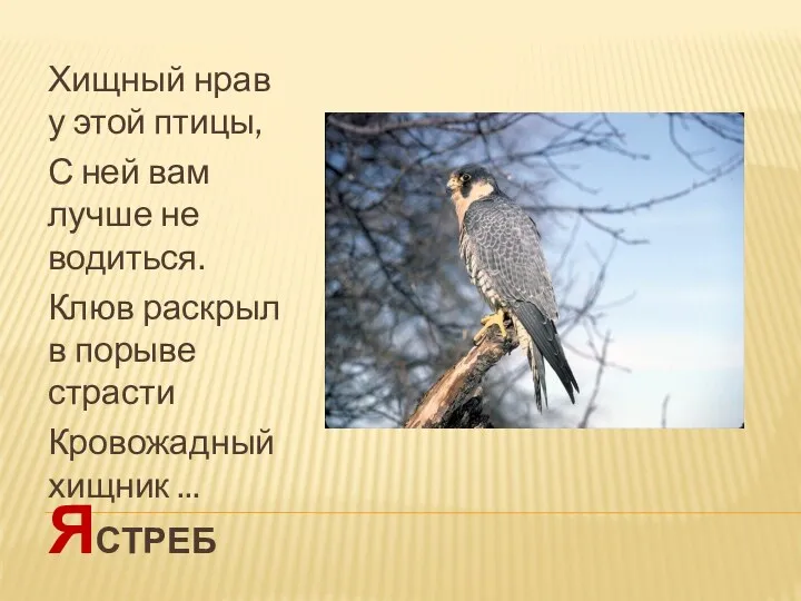 ястреб Хищный нрав у этой птицы, С ней вам лучше не водиться. Клюв