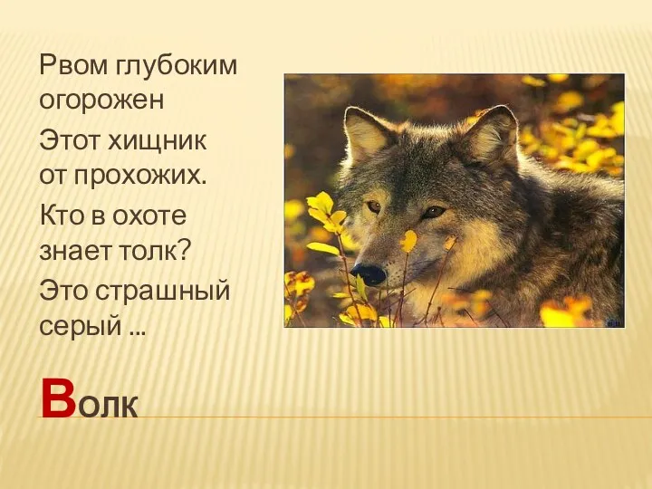 Волк Рвом глубоким огорожен Этот хищник от прохожих. Кто в охоте знает толк?