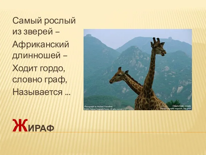 жираф Самый рослый из зверей – Африканский длинношей – Ходит гордо, словно граф, Называется ...