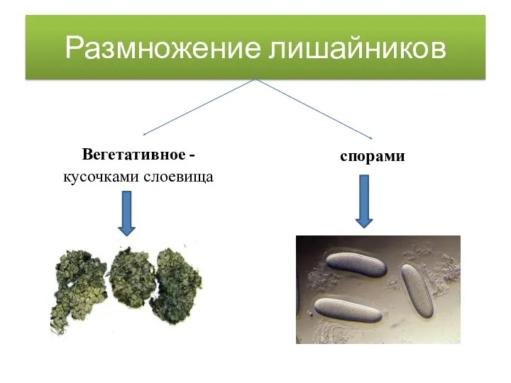 Размножение лишайников Вегетативное - кусочками слоевища спорами