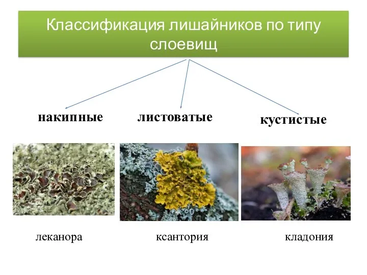 Классификация лишайников по типу слоевищ накипные леканора ксантория кладония листоватые кустистые