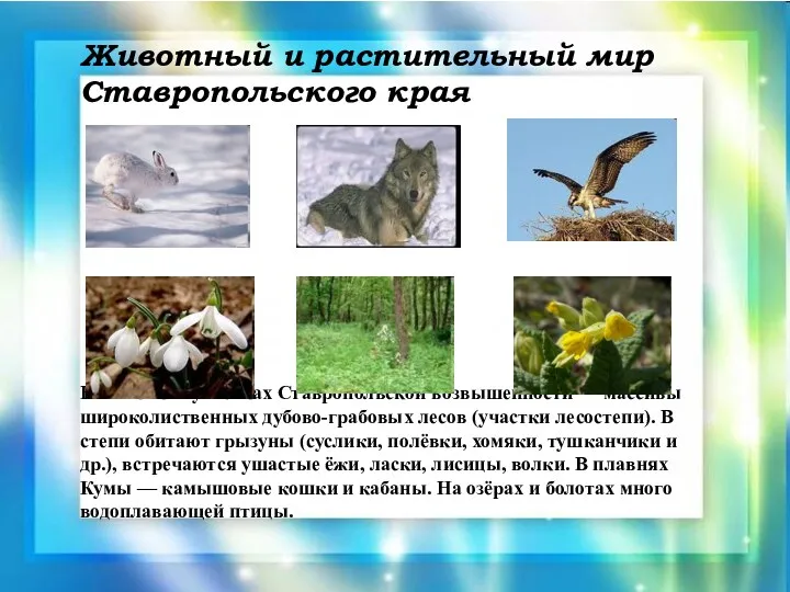 Животный и растительный мир Ставропольского края На высоких участках Ставропольской