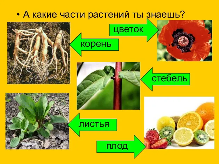 А какие части растений ты знаешь? корень стебель листья цветок плод