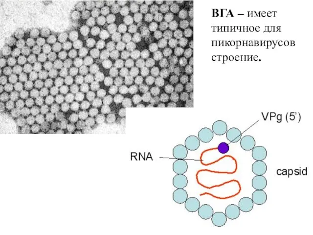 ВГА – имеет типичное для пикорнавирусов строение.