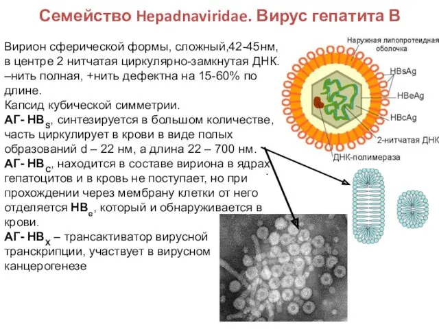Семейство Hepadnaviridae. Вирус гепатита В Вирион сферической формы, сложный,42-45нм, в
