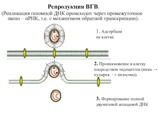 Репродукция ВГВ. (Репликация геномной ДНК происходит через промежуточное звено –