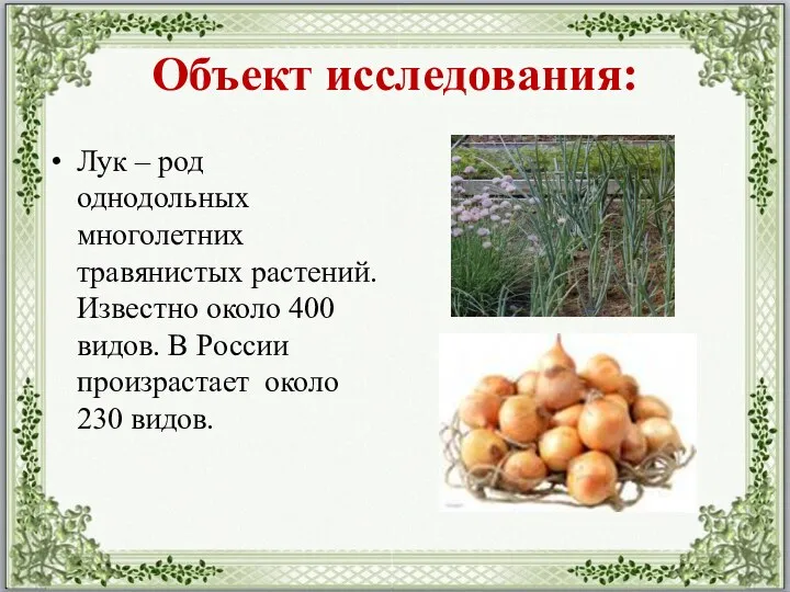 Объект исследования: Лук – род однодольных многолетних травянистых растений. Известно около 400 видов.