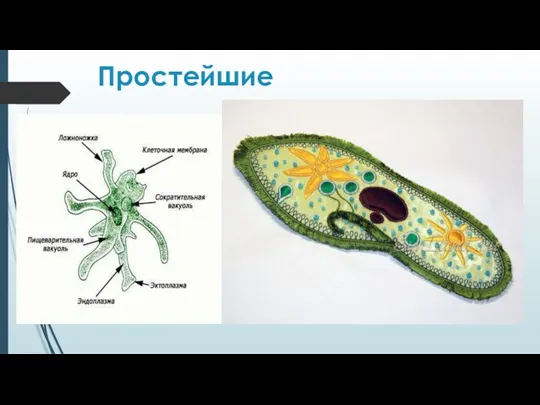 Простейшие