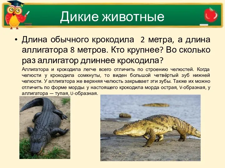 Дикие животные Длина обычного крокодила 2 метра, а длина аллигатора
