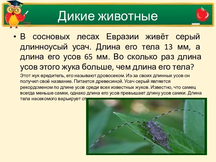 Дикие животные В сосновых лесах Евразии живёт серый длинноусый усач.