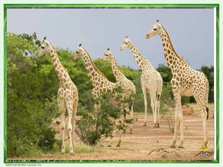 В нигерийских лесах сохранилось мало крупных млекопитающих: слонов, жирафов, носорогов.