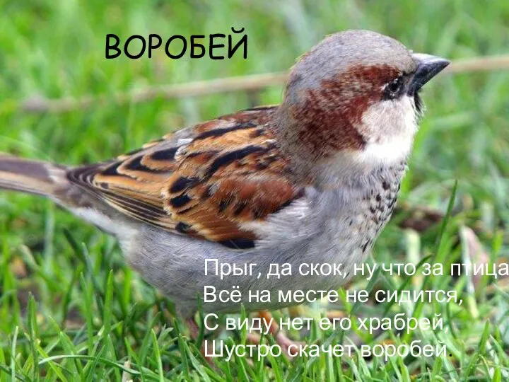 ВОРОБЕЙ Прыг, да скок, ну что за птица, Всё на месте не сидится,