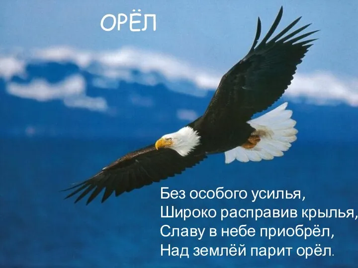 ОРЁЛ Без особого усилья, Широко расправив крылья, Славу в небе приобрёл, Над землёй парит орёл.