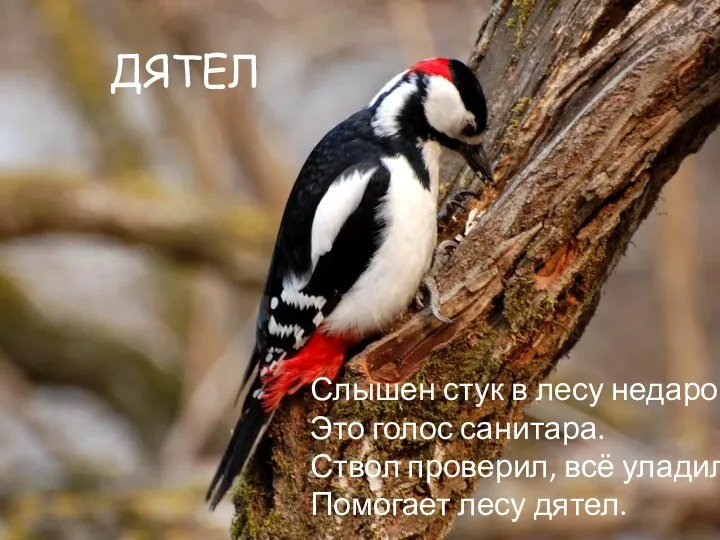 ДЯТЕЛ Слышен стук в лесу недаром. Это голос санитара. Ствол проверил, всё уладил, Помогает лесу дятел.