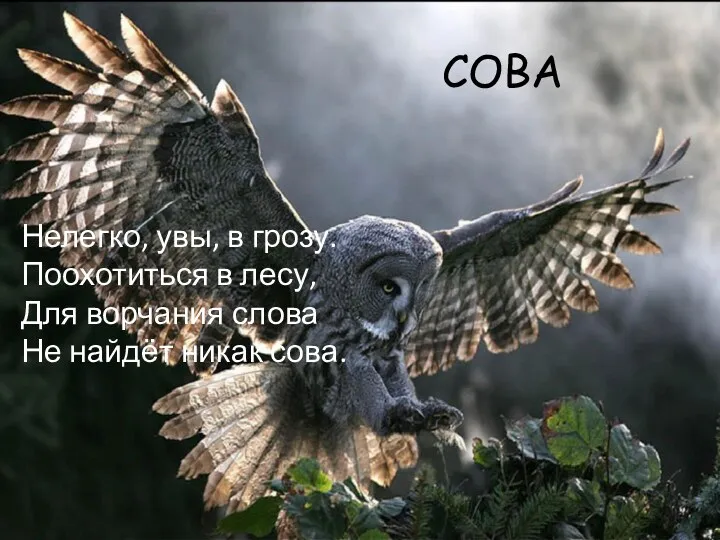 СОВА Нелегко, увы, в грозу. Поохотиться в лесу, Для ворчания слова Не найдёт никак сова.