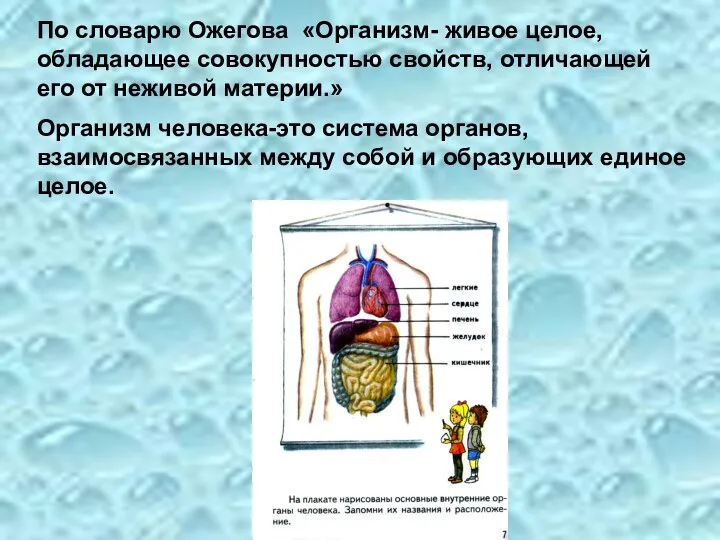 По словарю Ожегова «Организм- живое целое, обладающее совокупностью свойств, отличающей