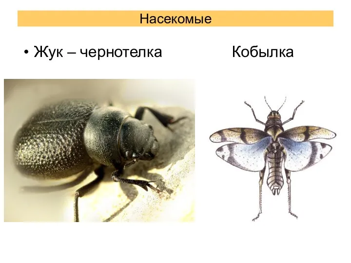 Насекомые Жук – чернотелка Кобылка