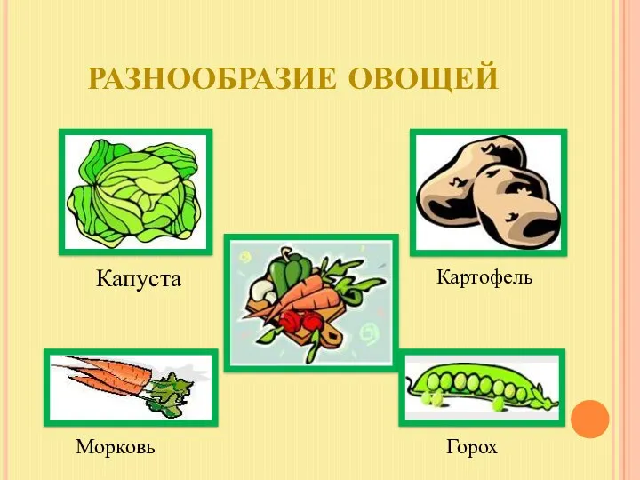 Разнообразие овощей Капуста Картофель Морковь Горох