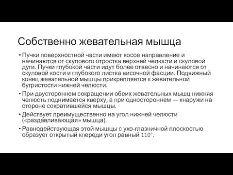 Собственно жевательная мышца Пучки поверхностной части имеют косое направление и