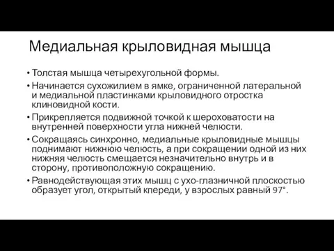 Медиальная крыловидная мышца Толстая мышца четырехугольной формы. Начинается сухожилием в