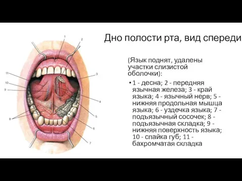 Дно полости рта, вид спереди. (Язык поднят, удалены участки слизистой