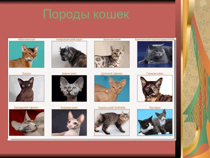 Породы кошек