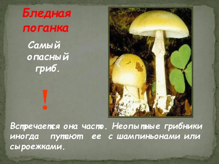 Бледная поганка Самый опасный гриб. Встречается она часто. Неопытные грибники