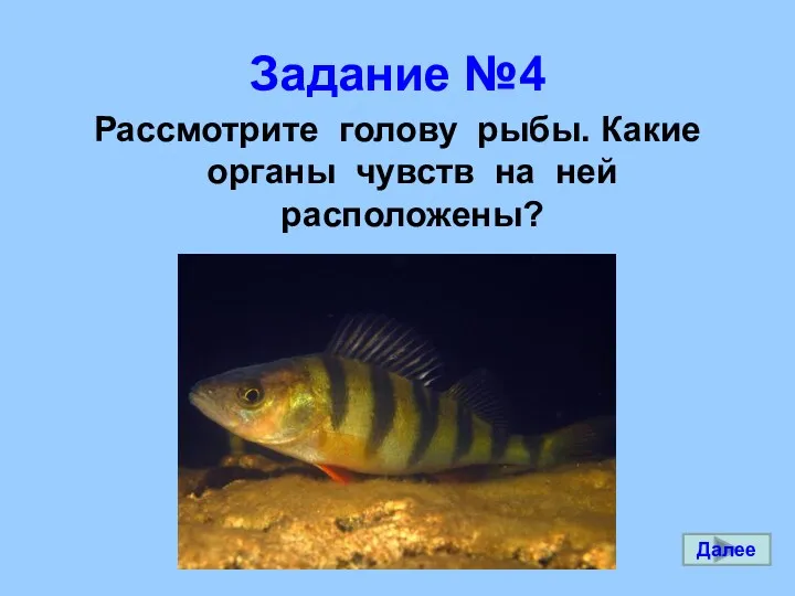 Задание №4 Рассмотрите голову рыбы. Какие органы чувств на ней расположены? Далее
