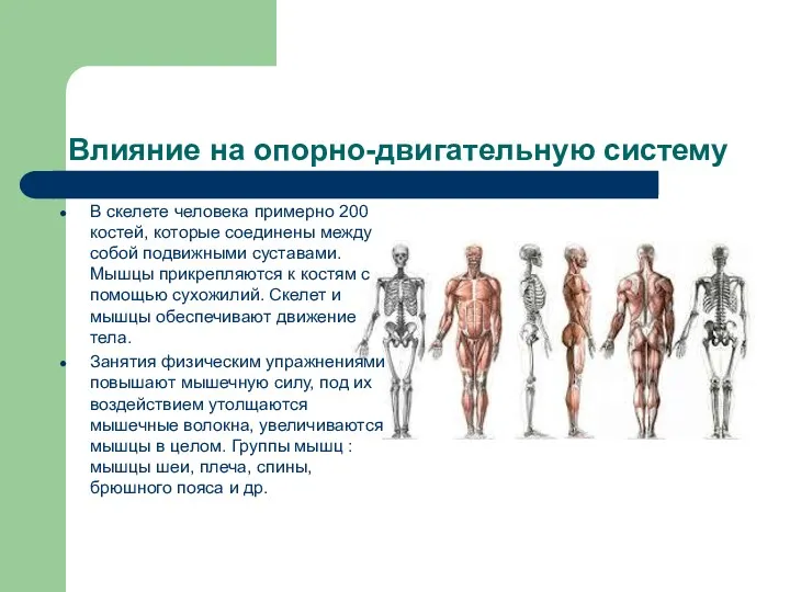 Влияние на опорно-двигательную систему В скелете человека примерно 200 костей,