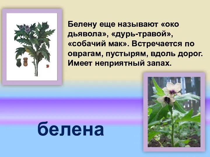 Белену еще называют «око дьявола», «дурь-травой», «собачий мак». Встречается по