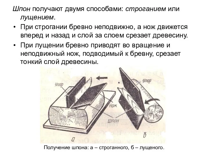 Шпон получают двумя способами: строганием или лущением. При строгании бревно неподвижно, а нож