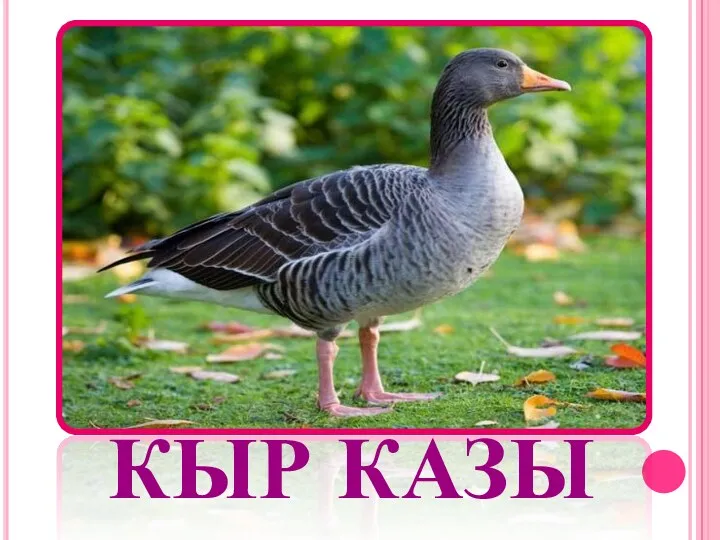 КЫР КАЗЫ