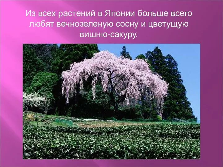 Из всех растений в Японии больше всего любят вечнозеленую сосну и цветущую вишню-сакуру.