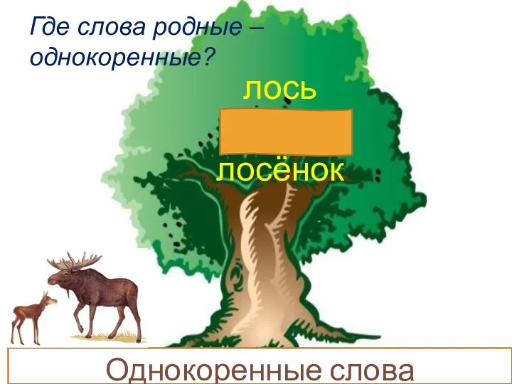 Однокоренные слова лось лоскут лосёнок Где слова родные – однокоренные?