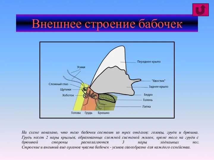 Внешнее строение бабочек На схеме показано, что тело бабочки состоит